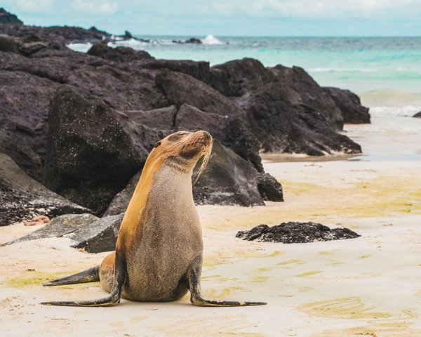 Quelle croisière propose des excursions pour explorer les îles Galápagos?