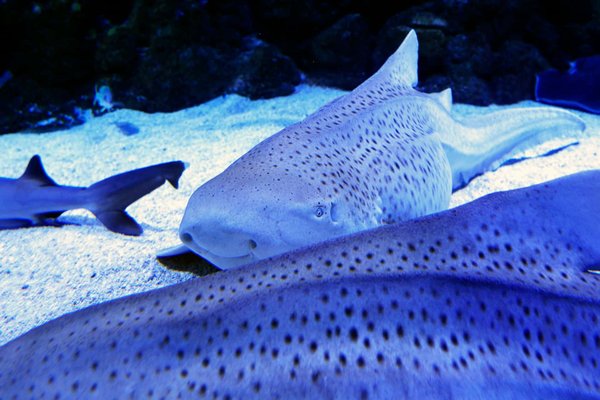 Où plonger avec les requins léopard en Thaïlande : meilleurs sites et saisons ?